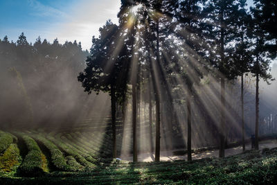 Trees on field in forest against sky