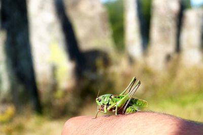 Close-up of insect on hand