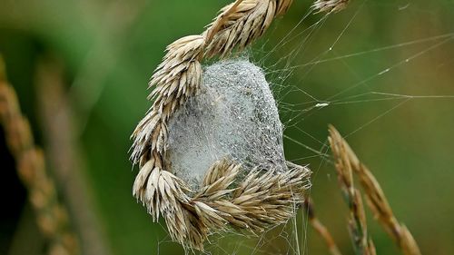 Close-up of wheat growing on plant