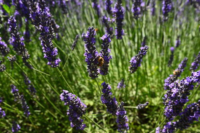 Close-up of purple flowering plants on field