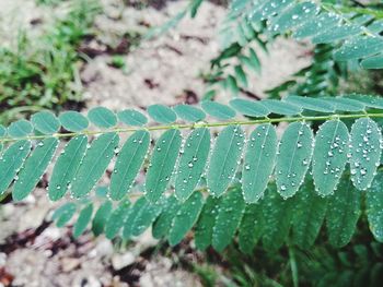 Close-up of wet plant leaves during rainy season