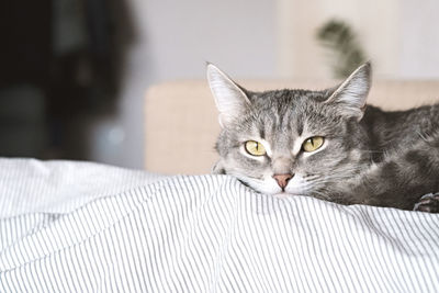 A striped gray cat with yellow eyes. a domestic cat lies on the bed. the cat in the home interior. 