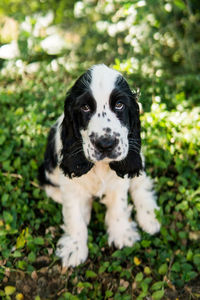 Portrait of dog on field