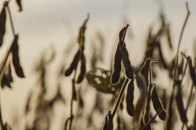 Close-up of dried plant