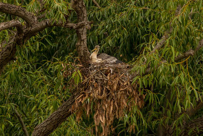 Bird perching on a tree