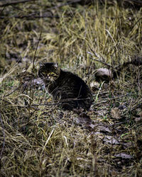 Cat on field