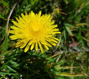 Close-up of yellow flower blooming in field