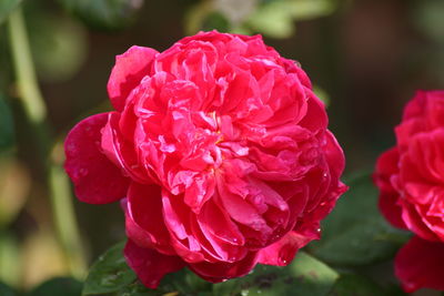 Close-up of pink rose blooming outdoors