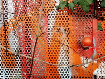 Full frame shot of orange fruit
