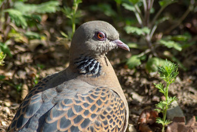 Close-up of a bird looking away