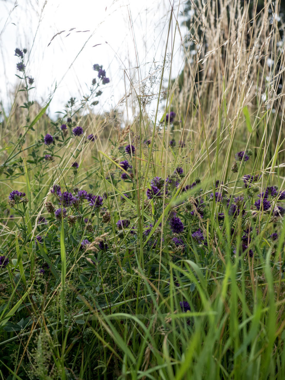 CLOSE-UP OF PLANTS ON FIELD