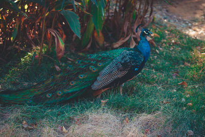 High angle view of peacock on field