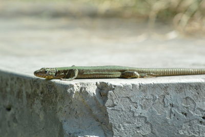 Close-up of lizard on wall