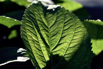 Close-up of fresh green leaves