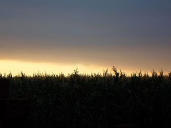 Scenic view of field against clear sky at sunset