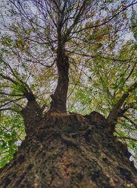 Low angle view of tree against sky