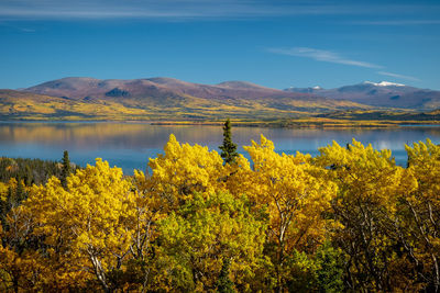 Yellow flowers growing by lake against sky