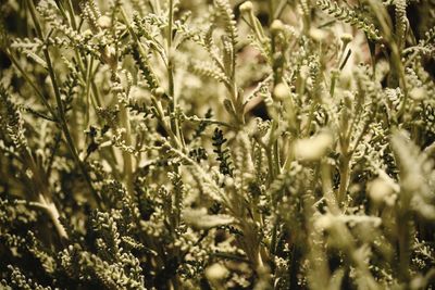 Close-up of flowering plants on field