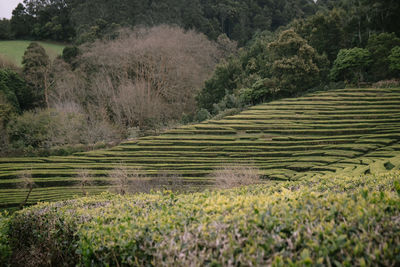 Scenic view of agricultural field