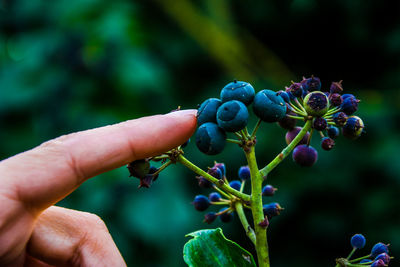 Close-up of hand touching berries growing on plant