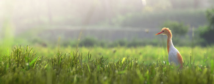 Side view of a bird on field