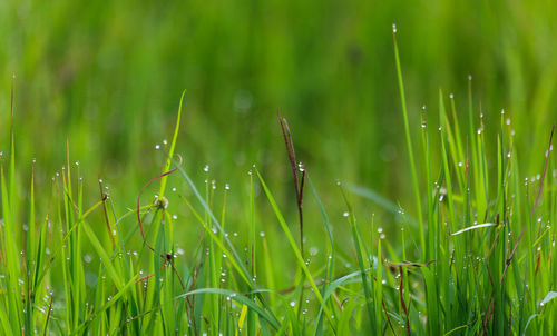 Close-up of wet grass on field