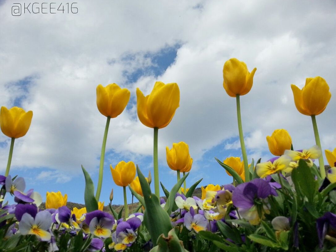 flower, freshness, fragility, petal, yellow, beauty in nature, growth, flower head, sky, blooming, nature, cloud - sky, field, plant, tulip, abundance, stem, in bloom, blossom, cloudy