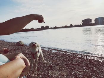 Close-up of hand holding dog at beach against sky