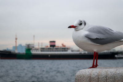 Seagull perching on wooden post against sea