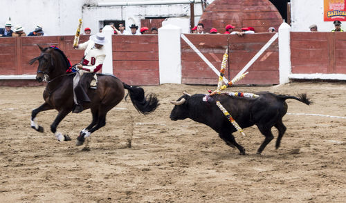 Horses running