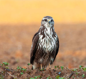 Close-up of owl perching on land