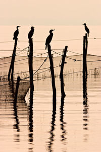 Great cormorant resting after fishing