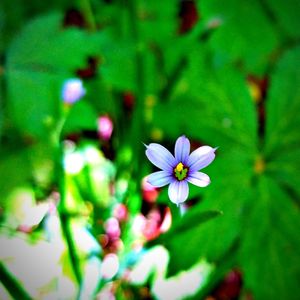 Close-up of purple flowering plant