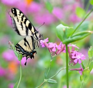 Close-up of butterfly pollinating on purple flower