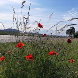 Red poppies on field against sky
