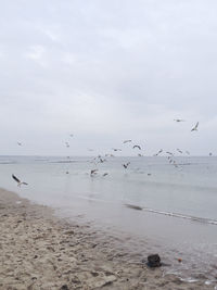 Flock of birds flying over sea against sky