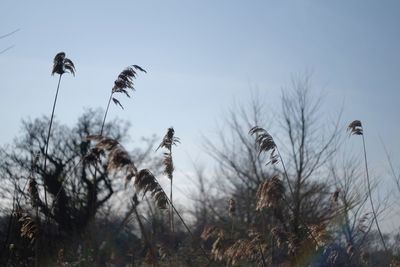 Low angle view of bird flying in the sky