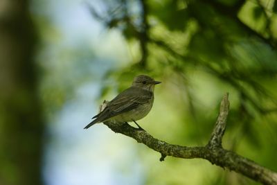 Bird perching on a tree