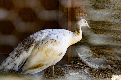 Close-up of an albino peacock 