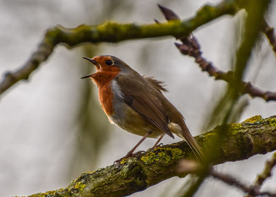 Close-up of bird perching on branch