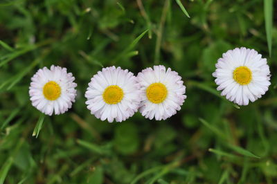 Close-up of yellow flowers blooming outdoors