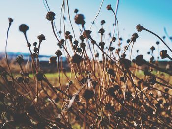 Close-up of flowering plants on field against sky