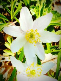 Close-up of white flower