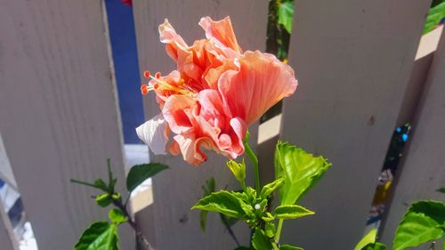 Close-up of orange flowering plant