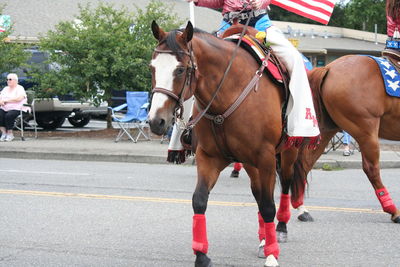 Horses on road