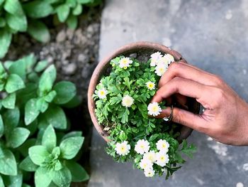 High angle view of hand holding flowering plant in pot