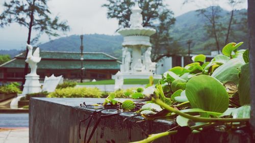 Plants by temple against sky