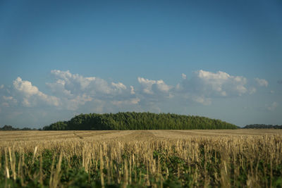 Scenic view of agricultural field against blue sky