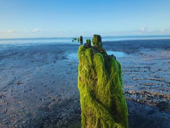 Close-up of moss on beach against sky