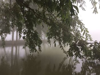 Reflection of trees in lake against sky